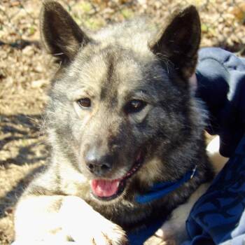 Norwegian Elkhound Dogs Available for Adoption - Kianna | PetCurious