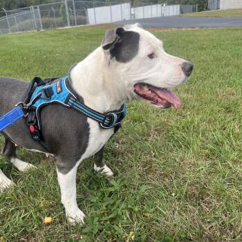Saffron -  Pit Bull Terrier Dog for Adoption in Bristol, Indiana - Saffron | PetCurious