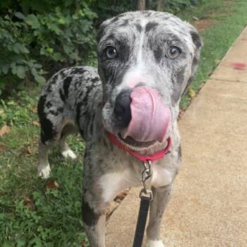 Captain Marvel -  Pit Bull Terrier Dog for Adoption in Lynchburg, Virginia - Captain Marvel | PetCurious