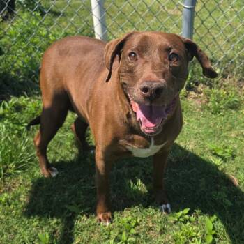 Labrador Retriever and Mixed Breed Dogs Available for Adoption in Norman, Oklahoma - Magnolia | PetCurious