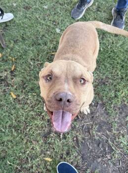 Rescue Pit Bull Terrier Dogs for Adoption in Eagle, Idaho - Banjo **Courtesy Post. Out Of Town Pet. See Below For Details** | PetCurious