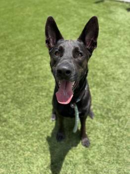 Drako - 3 -  Belgian Shepherd Malinois and Pit Bull Terrier Dog for Adoption in Daytona Beach, Florida - Drako - 3 | PetCurious