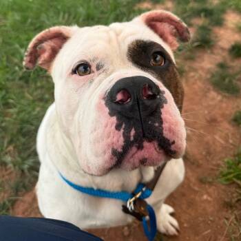 Diesel -  American Bulldog and Mixed Breed Dog for Adoption in York, Pennsylvania - Diesel | PetCurious