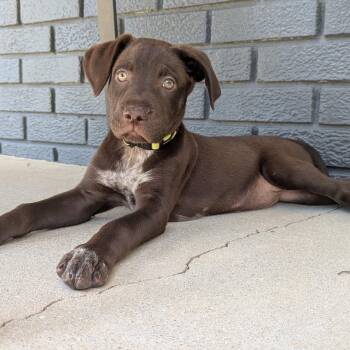 Labrador Retriever and Mixed Breed Dogs Available for Adoption in Detroit, Michigan - Leia | PetCurious