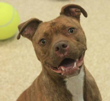 Redford -  Boxer Dog for Adoption - Redford | PetCurious
