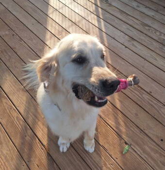 Rescue Golden Retriever Dogs for Adoption in Holbrook, New York - SCOUT | PetCurious