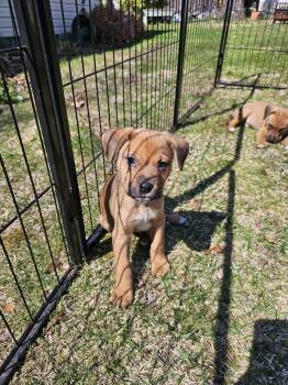 Bernese Mountain Dog and Pit Bull Terrier Dogs Available for Adoption in Rockaway, New Jersey - Dandylion Newark | PetCurious