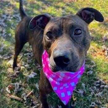 Rescue Mixed Breed Dogs for Adoption in Johnson City, Tennessee - Cheryl | PetCurious