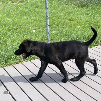 Black Labrador Retriever and Mixed Breed Dogs Available for Adoption in Jacksboro, Tennessee - Rowan | PetCurious