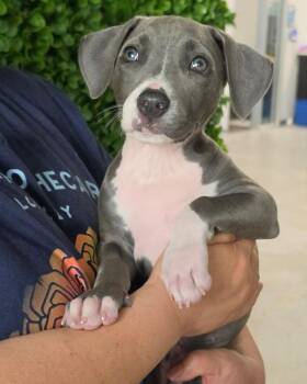 Moana -  Pit Bull Terrier Dog for Adoption in Novato, California - Moana | PetCurious