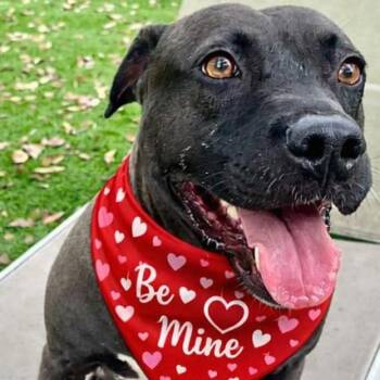 Mixed Breed Dogs Available for Adoption - Lacey | PetCurious