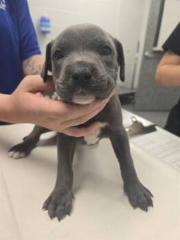 QUINCY -  Pit Bull Terrier and Mixed Breed Dog for Adoption in Corpus Christi, Texas - QUINCY | PetCurious