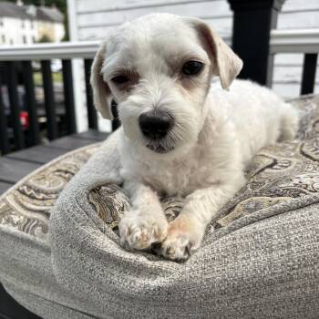 Fawn -  Maltese Dog Available for Adoption in Kutztown, Pennsylvania - Fawn | PetCurious