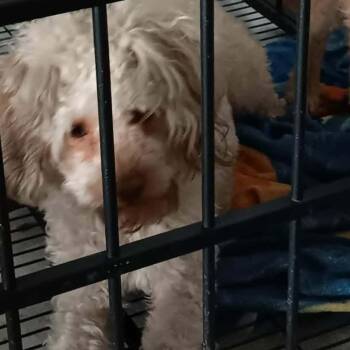 Poodle Dogs Available for Adoption in Tacoma, Washington - Colocha | PetCurious