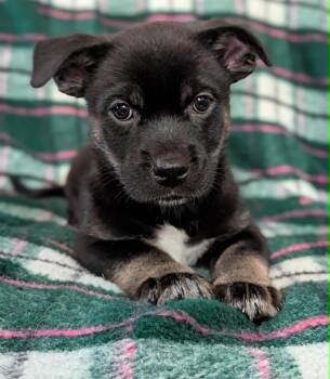 Percy -  Chihuahua and Husky Dog for Adoption in Kingsburg, California - Percy | PetCurious
