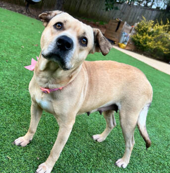 Rescue Mixed Breed Dogs for Adoption in Sandy Springs, Georgia - Haddie | PetCurious
