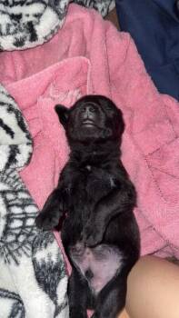 Rio -  Mixed Breed Dog for Adoption in Hobbs, New Mexico - Rio | PetCurious