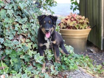 DILLON -  Shetland Sheepdog Sheltie Dog for Adoption in Humboldt, Tennessee - DILLON | PetCurious
