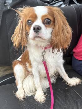 Mango -  Cavalier King Charles Spaniel Dog for Adoption in Hartselle, Alabama - Mango | PetCurious