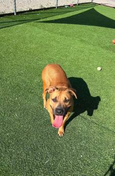 Eve -  Boxer and Rhodesian Ridgeback Dog for Adoption in Truth Or Consequences, New Mexico - Eve | PetCurious