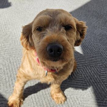 Amity -  Golden Retriever and Miniature Poodle Dog for Adoption in Cincinnati, Ohio - Amity | PetCurious