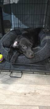 Golden Retriever and Pit Bull Terrier Dogs Available for Adoption - Dublin | PetCurious