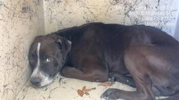 Pit Bull Terrier Dogs Available for Adoption in Ocala, Florida - A381975 | PetCurious