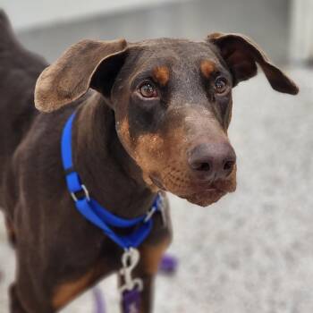 Mixed Breed Dogs Available for Adoption - Dobby | PetCurious
