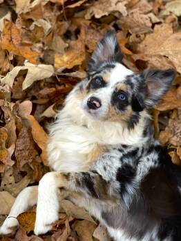 DIXIE -  Australian Shepherd Dog for Adoption in Chicopee, Massachusetts - DIXIE | PetCurious