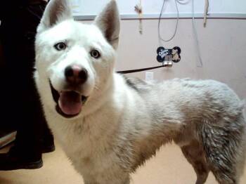 YUKON -  Siberian Husky Dog for Adoption in Martinez, California - YUKON | PetCurious