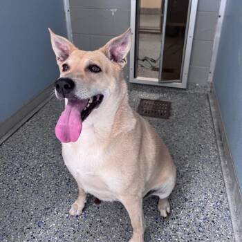 Minnie -  Mixed Breed Dog for Adoption in Charlottesville, Virginia - Minnie | PetCurious