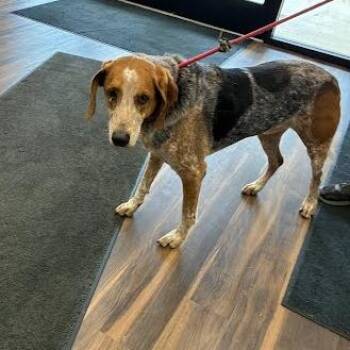 Peanut -  Mixed Breed Dog for Adoption in Jeffersonville, Indiana - Peanut | PetCurious