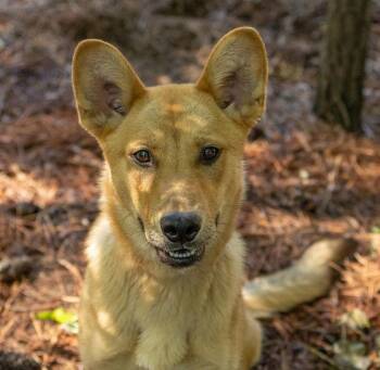 Philly -  Mixed Breed Dog Available for Adoption in Durham, North Carolina - Philly | PetCurious