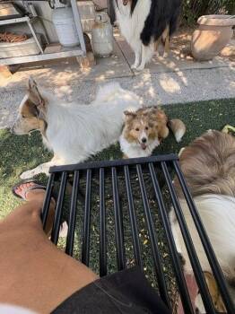 Rory -  Shetland Sheepdog Sheltie Dog for Adoption in Pueblo West, Colorado - Rory | PetCurious