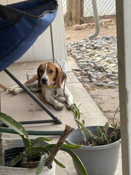 Rescue Beagle Dogs for Adoption in Anaheim, California - Poirot | PetCurious