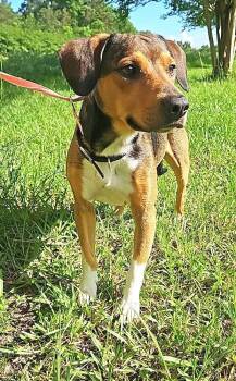 Felix -  Beagle Dog for Adoption in Dunnellon, Florida - Felix | PetCurious
