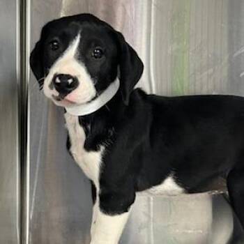 Arrow -  Mixed Breed Dog for Adoption in Knoxville, Tennessee - Arrow | PetCurious