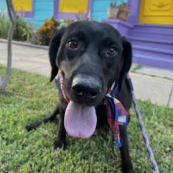 Rescue Black Labrador Retriever Dogs for Adoption in New Orleans, Louisiana - Freya | PetCurious