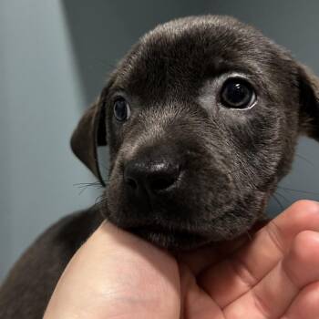 Selenite -  Mixed Breed Dog for Adoption in Chattanooga, Tennessee - Selenite | PetCurious