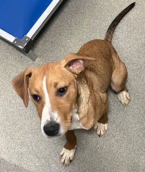Rescue Hound Dogs for Adoption in Sterling, Massachusetts - King 5 Months Ava 11/20 | PetCurious