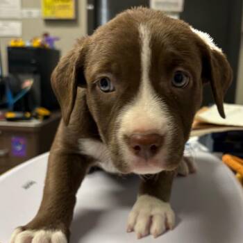 Chuckles -  Labrador Retriever and Mixed Breed Dog for Adoption in Yuma, Arizona - Chuckles | PetCurious