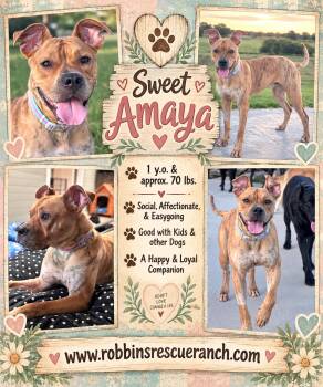 Sweet Amaya -  Boxer Dog for Adoption in Brenham, Texas - Sweet Amaya | PetCurious