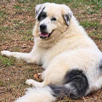 Pirate Glynn -  Great Pyrenees Dog for Adoption in Roswell, Georgia - Pirate Glynn | PetCurious