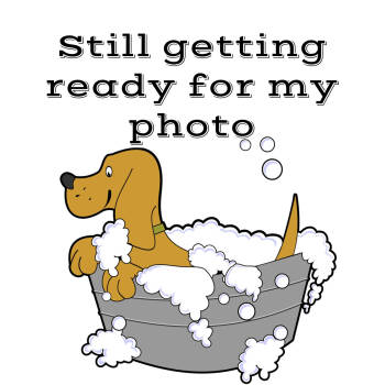 Rescue Pit Bull Terrier and Labrador Retriever Dogs for Adoption in Anderson, California - Macie | PetCurious