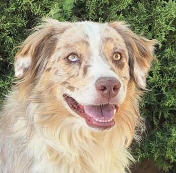 Picture Perfect Painter - EXCEPTIONAL Find -  Australian Shepherd Dog for Adoption in North Valley, New Mexico - Picture Perfect Painter - EXCEPTIONAL Find | PetCurious