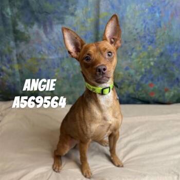 ANGUS -  Chihuahua Dog for Adoption - ANGUS | PetCurious