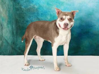 Siberian Husky and American Bulldog Dogs Available for Adoption - SCHWEPPES | PetCurious