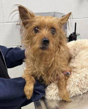 Penelope -  Terrier and Mixed Breed Dog for Adoption in Kansas City, Missouri - Penelope | PetCurious