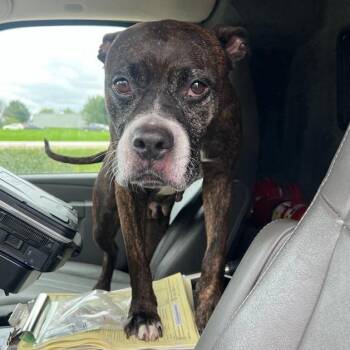 Cookie -  Pit Bull Terrier Dog for Adoption in Cedar Rapids, Iowa - Cookie | PetCurious