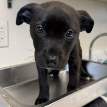 Labrador Retriever and Pit Bull Terrier Dogs Available for Adoption - TUSC-Stray-83388 | PetCurious